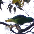 Image of Buru Racket-tail