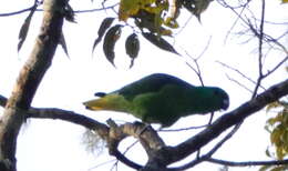 Image of Buru Racket-tail