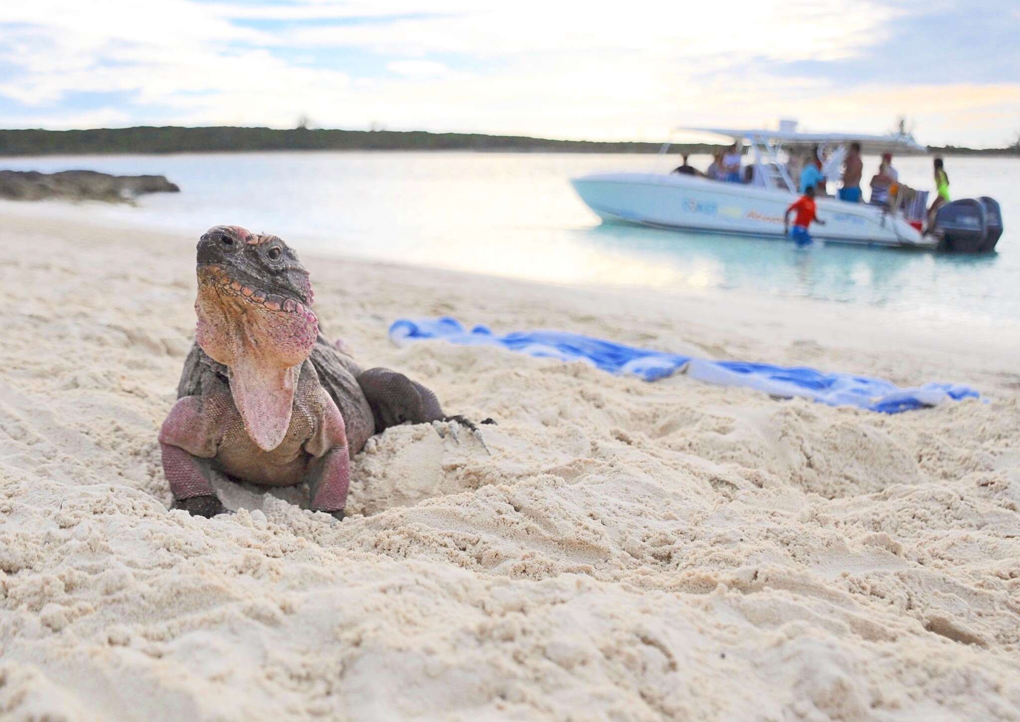 Image of Allen Cays Rock Iguanas