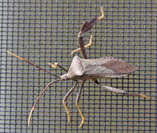 Image of Florida leaf-footed bug