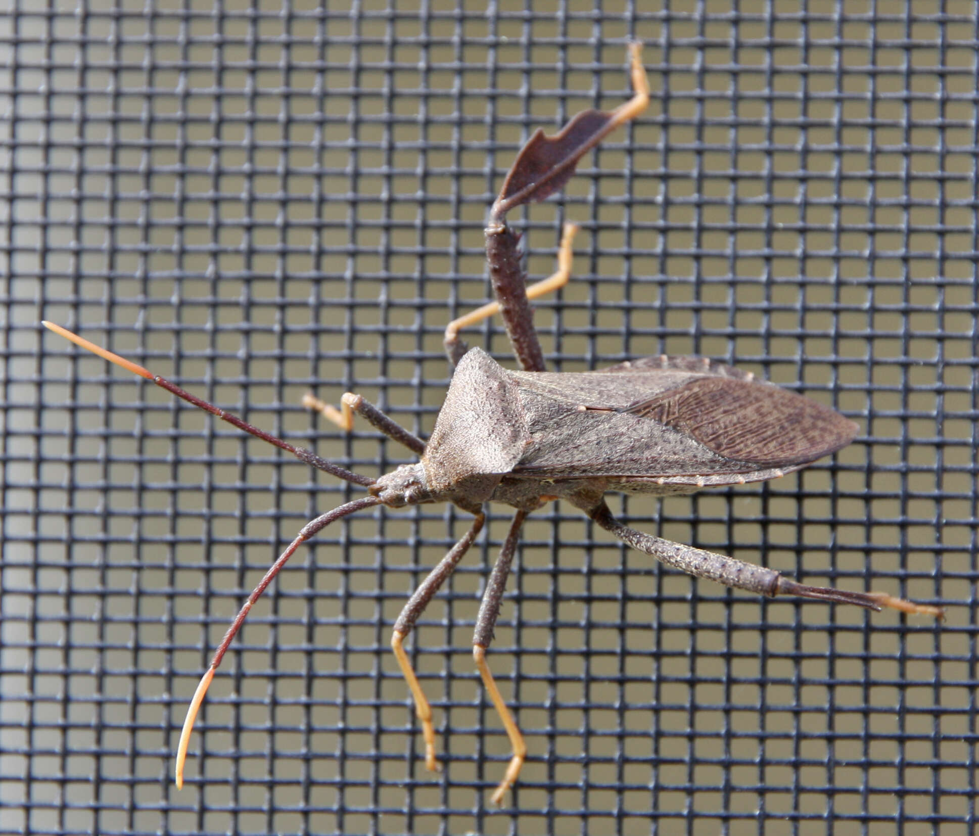 Image of Florida leaf-footed bug