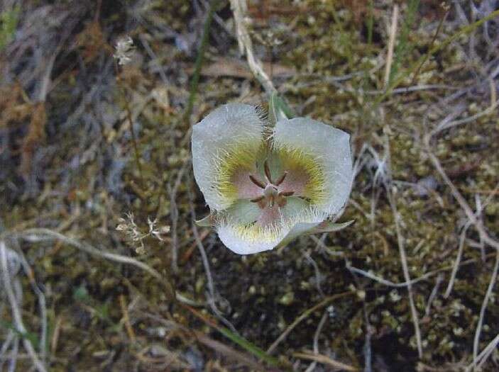 Слика од Calochortus