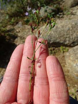 Image de Hypericum canadense L.