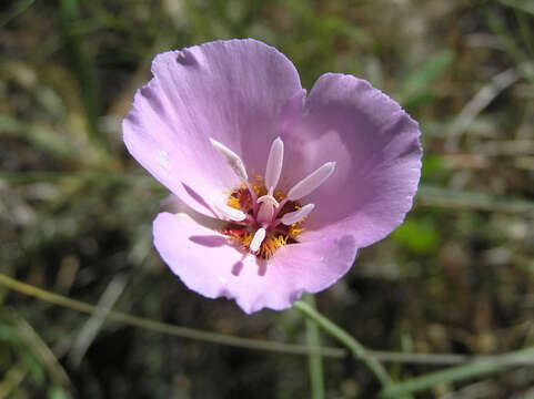 Слика од Calochortus