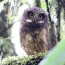 Image of White-throated Screech Owl