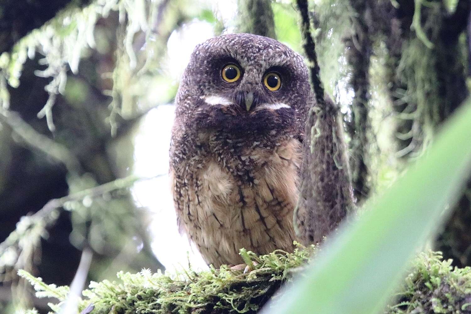 Image de Petit-duc à gorge blanche