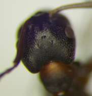 Image of Narrow headed ant