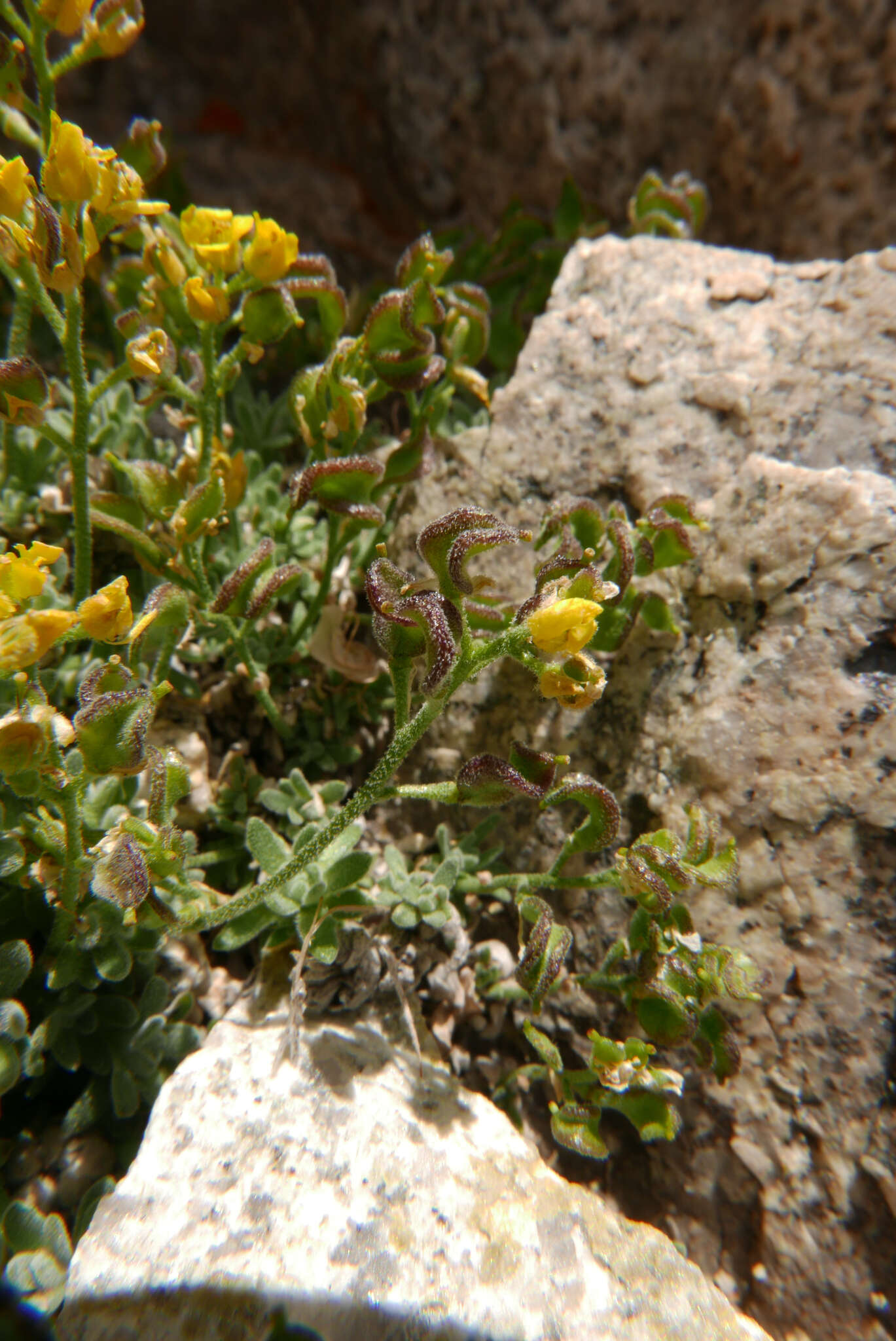 Image of Sierra draba