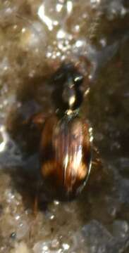 Image of Bembidion (Trepanes) articulatum (Panzer 1796)