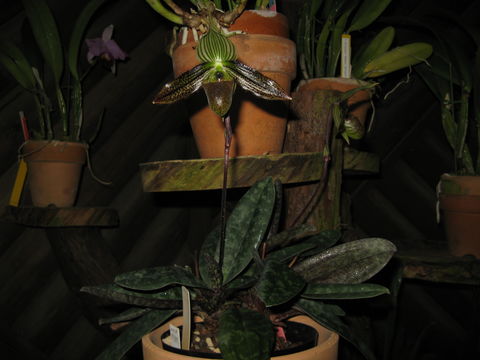 Image of Ward's Paphiopedilum