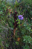 Imagem de Orobanche gamosepala Reuter