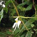 Imagem de Epidendrum nocturnum Jacq.