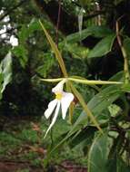 Image de Epidendrum nocturnum Jacq.