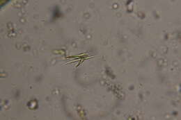 Image of Ankistrodesmus fusiformis