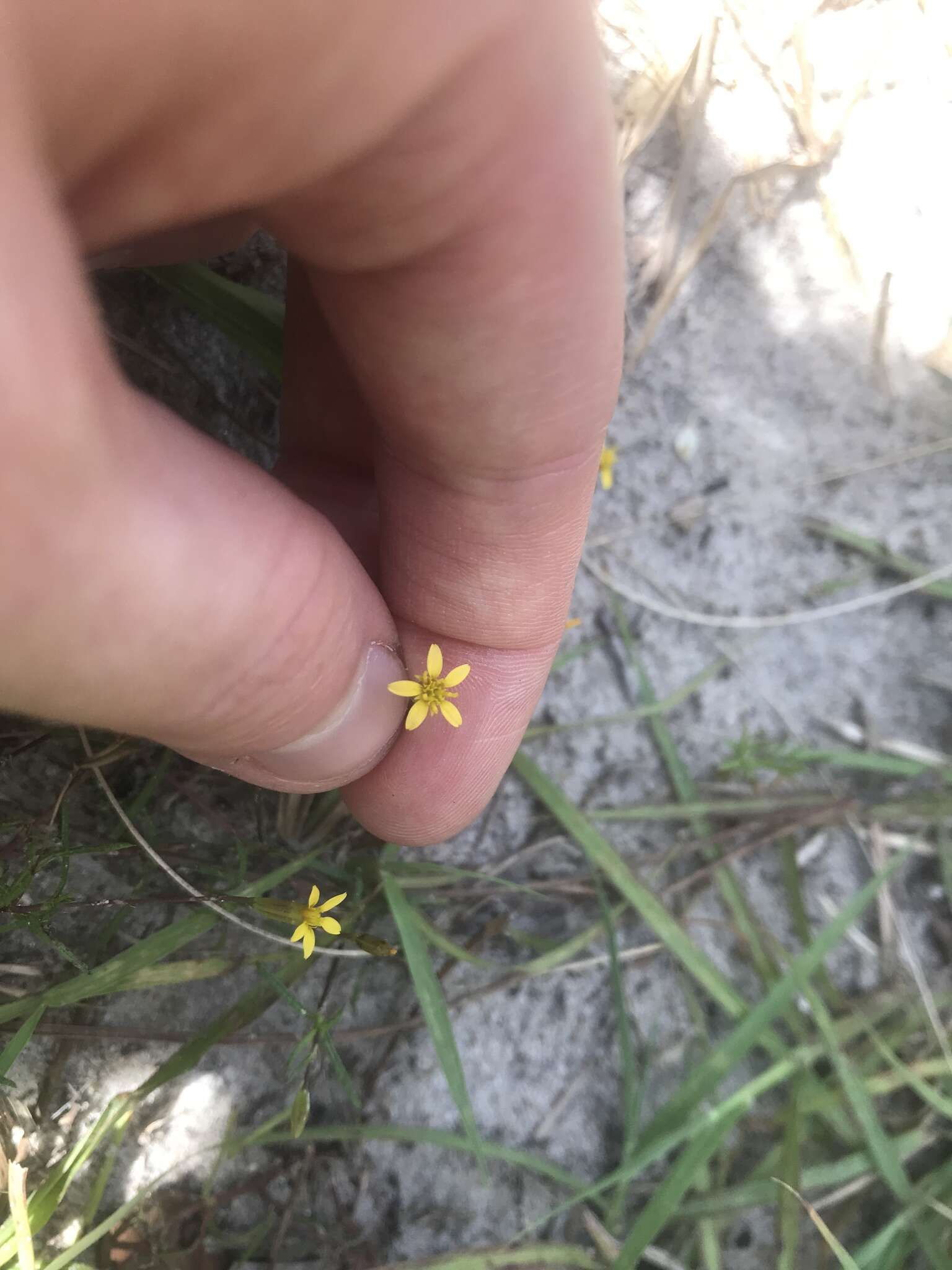 Image of sanddune cinchweed