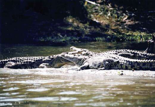 Imagem de Crocodylus niloticus Laurenti 1768