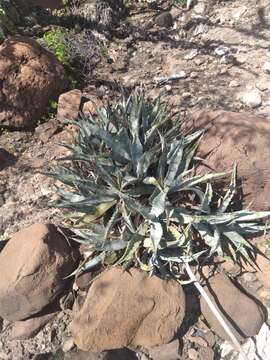 Слика од Agave sobria Brandegee