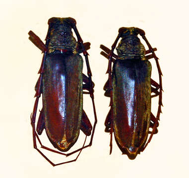 Image of Neoplocaederus