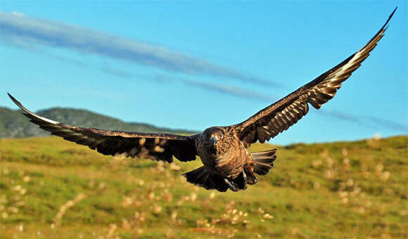 Image of Great Skua