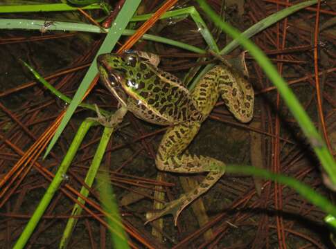 Plancia ëd Lithobates lenca (Luque-Montes, Austin, Weinfurther, Wilson, Hofmann & Townsend 2018)