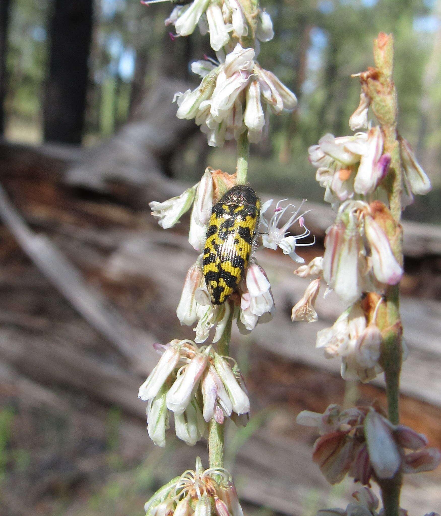 Image of Acmaeodera decipiens Le Conte 1866