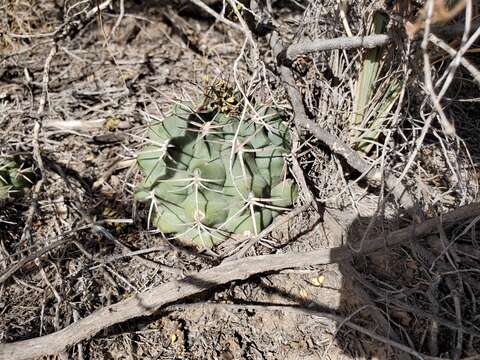 Image of Gymnocalycium schickendantzii (F. A. C. Weber) Britton & Rose