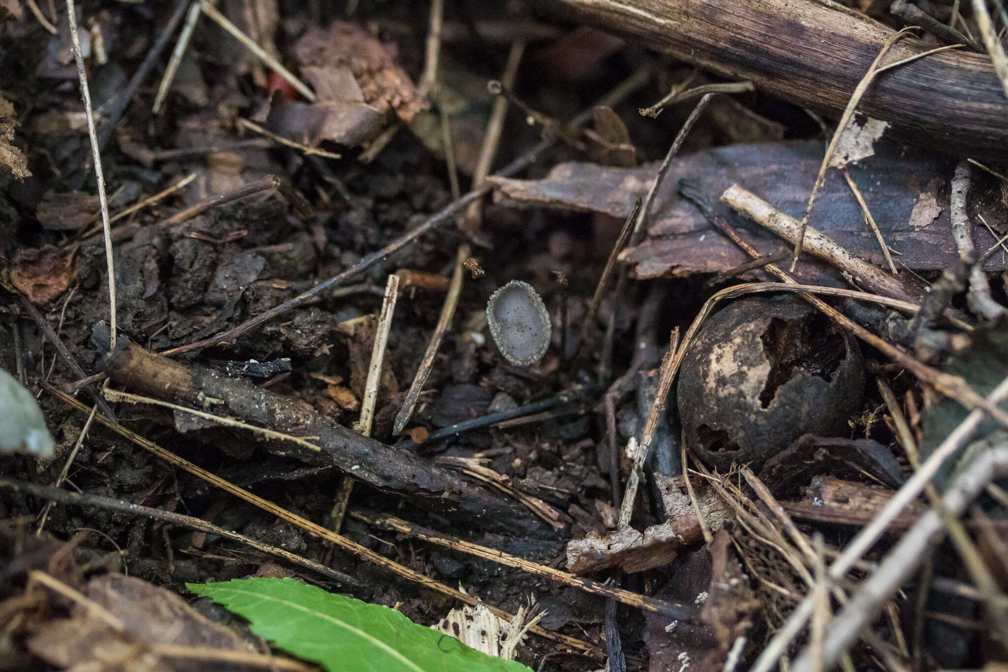 Image of scurfy elfin cup