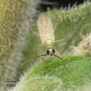 Image of Tomato Bug