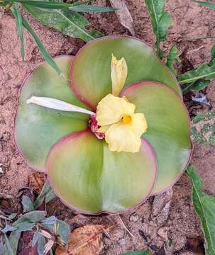 Image of Costus spectabilis (Fenzl) K. Schum.