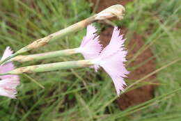 Image of Dianthus zeyheri Sond.