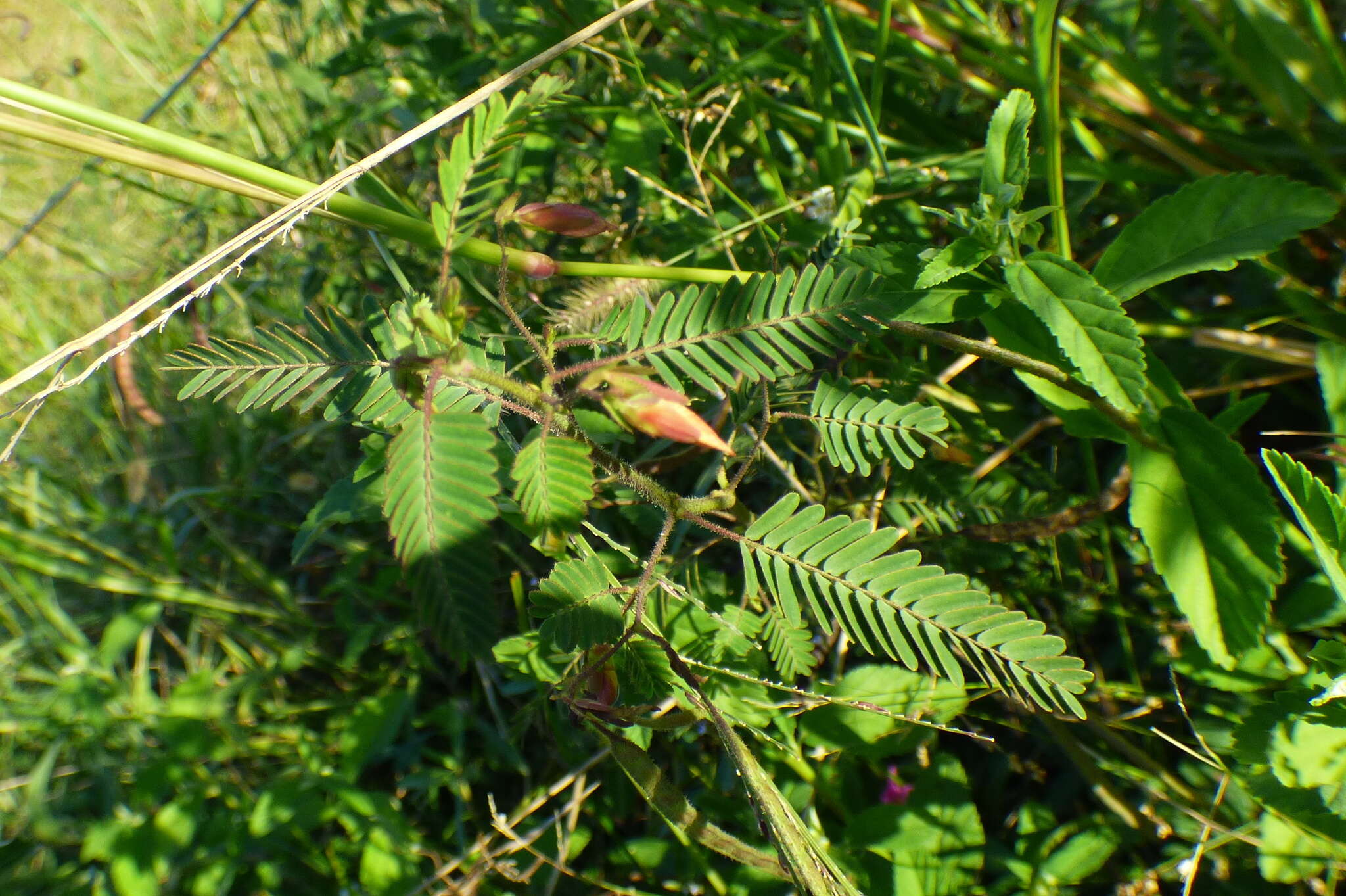 Image de Chamaecrista repens (Vogel) H. S. Irwin & Barneby