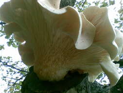 Image of Pleurotus dryinus (Pers.) P. Kumm. 1871