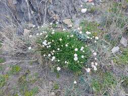 Image of Armeria ruscinonensis Girard