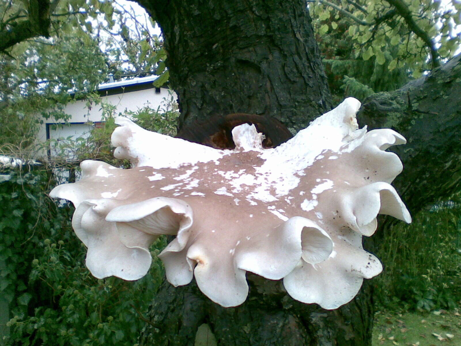 Image of Pleurotus dryinus (Pers.) P. Kumm. 1871