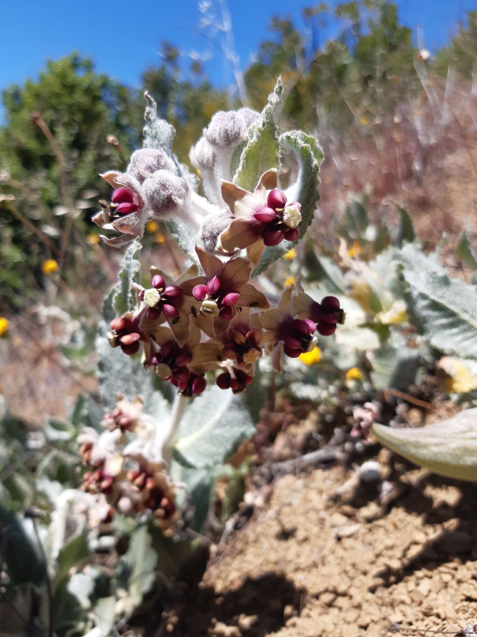 Imagem de Asclepias californica subsp. californica