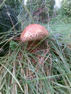 Pholiota squarrosa (Vahl) P. Kumm. 1871 resmi