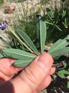 Image of subalpine lupine