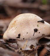 Image of Cortinarius austroalbidus Cleland & J. R. Harris 1948