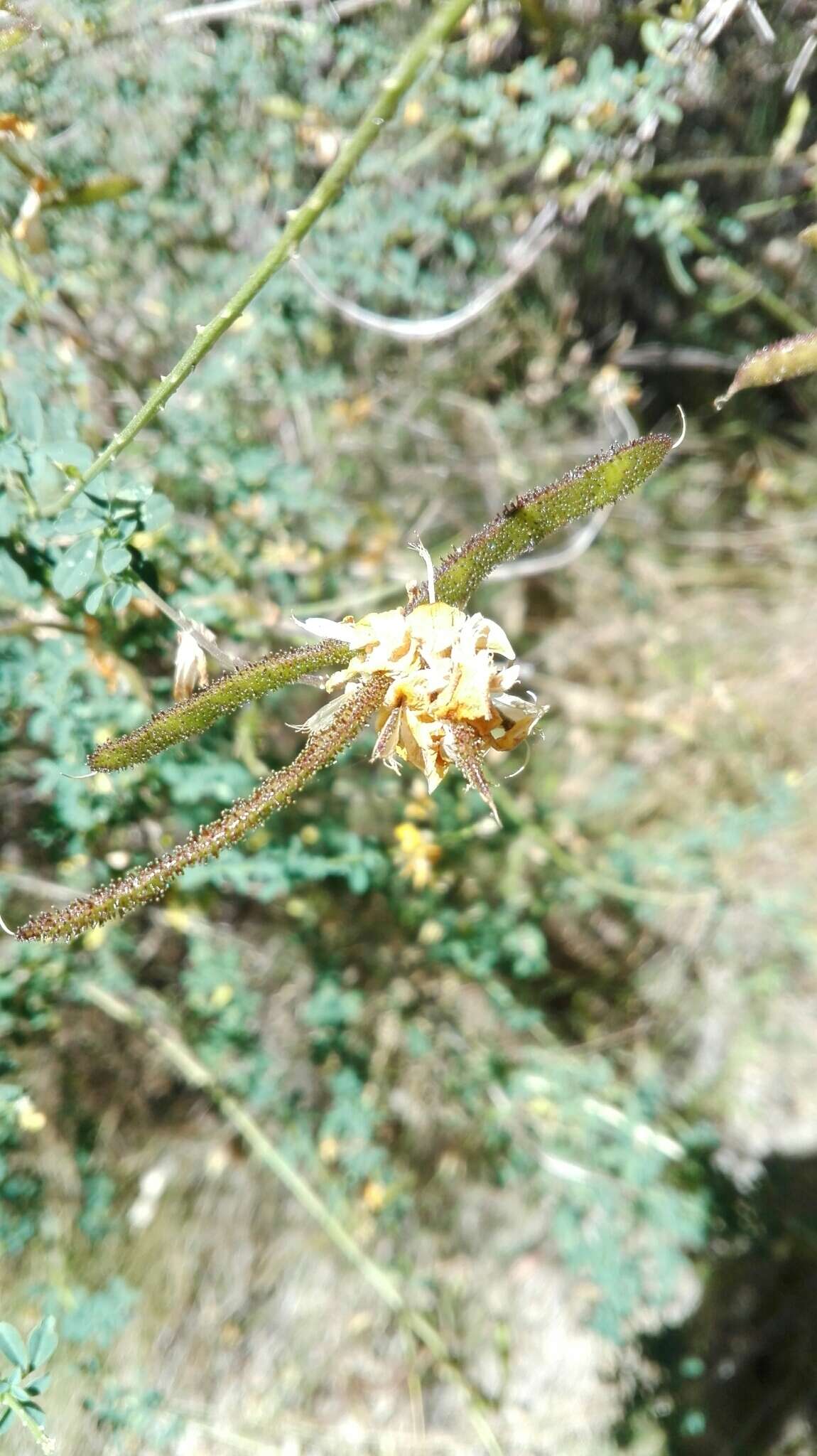 Image of Adenocarpus complicatus (L.) Gay