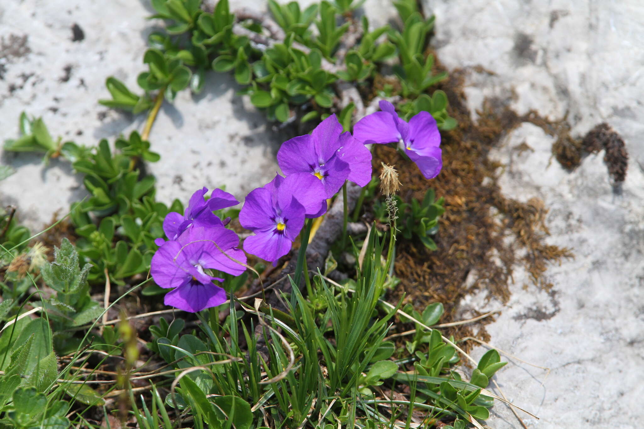 Image of Viola calcarata subsp. calcarata