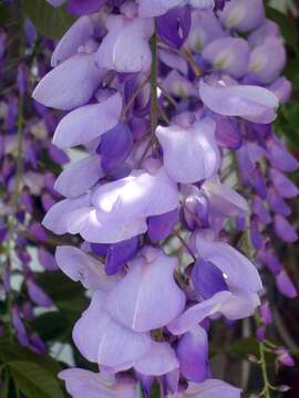 Image of Chinese wisteria