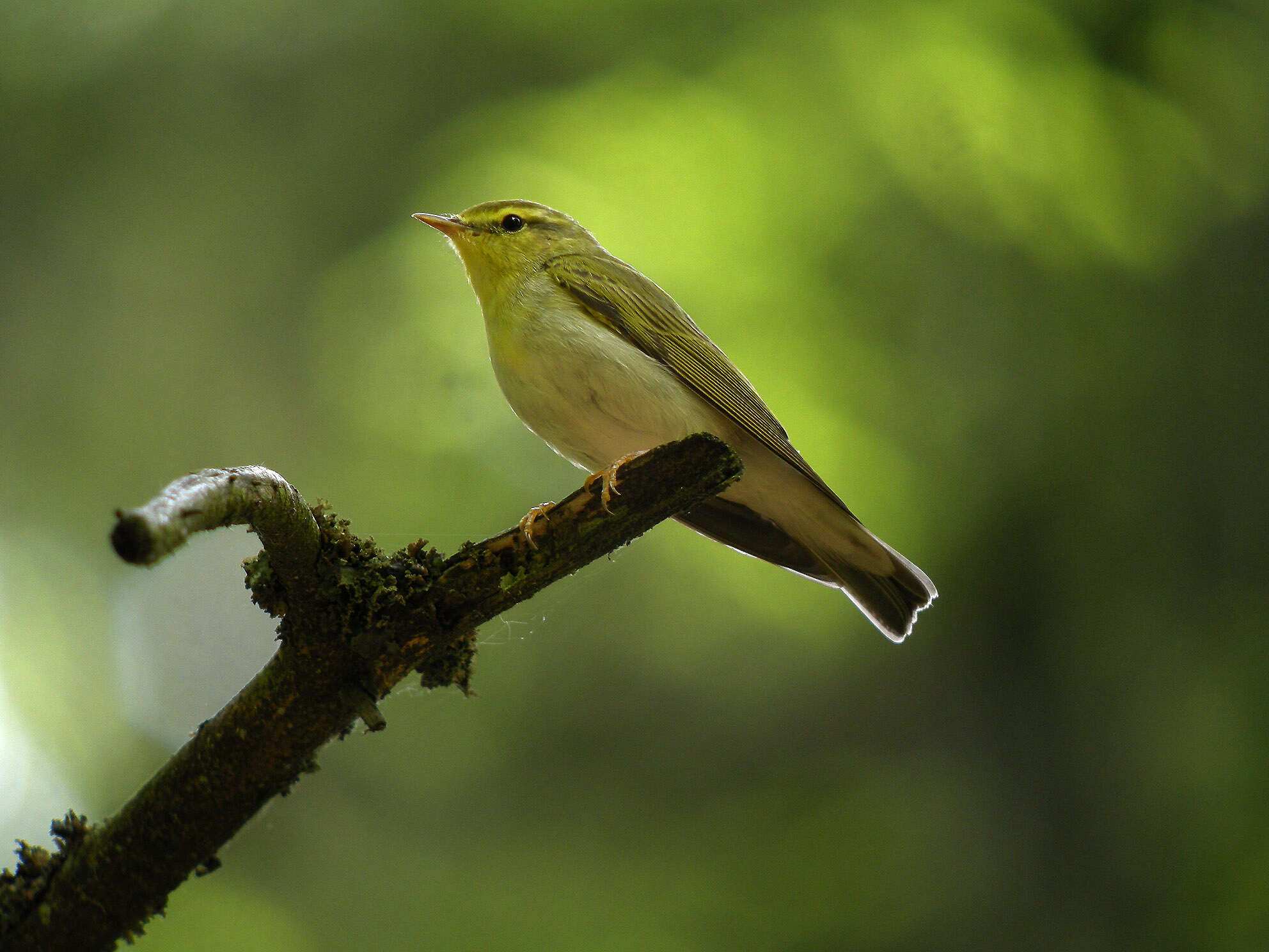 Image of Wood Warbler