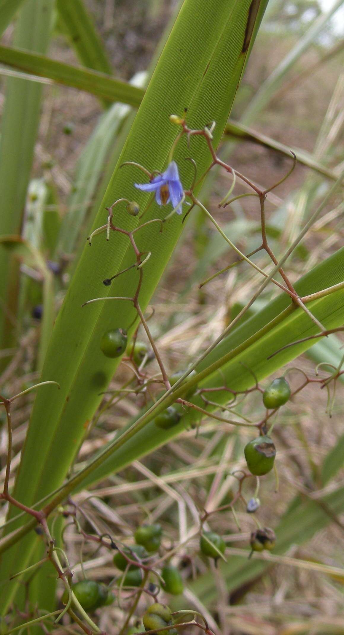 Image of cerulean flaxlily