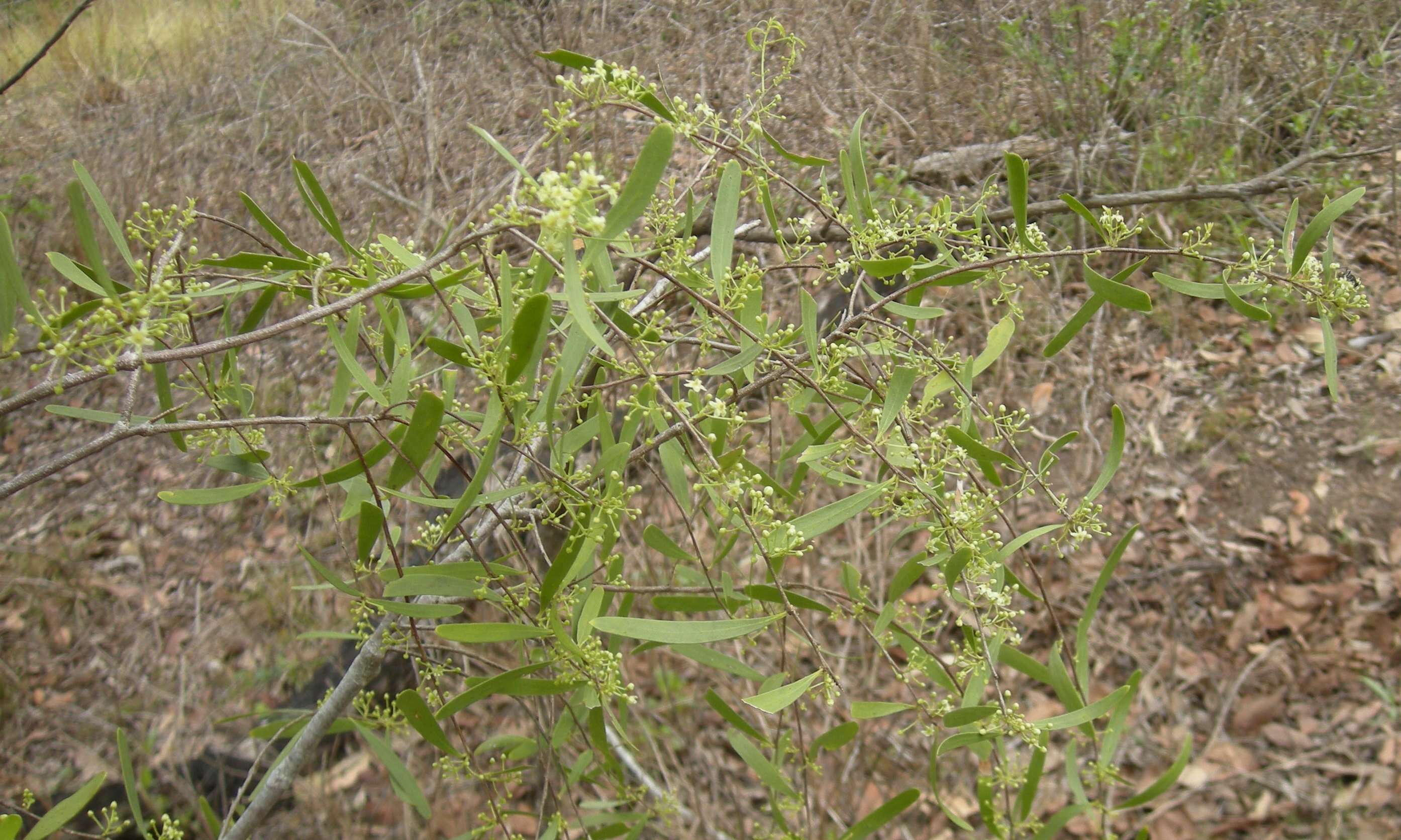 Image of Denhamia cunninghamii (Hook.) M. P. Simmons