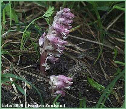 Image of common toothwort