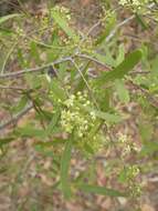 Image of Denhamia cunninghamii (Hook.) M. P. Simmons