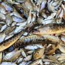 Image of Spotted snakehead