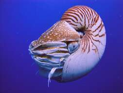 Nautilus belauensis Saunders 1981 resmi