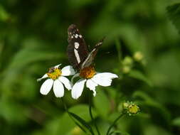 Image of Castilia myia Hewitson 1864