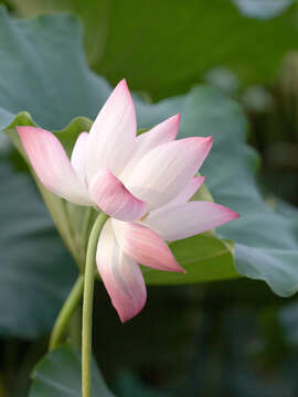 Image of sacred lotus